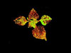 adjuvant phytotoxicity 48 h